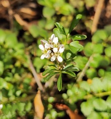 Cardamine hirsuta