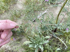 Phacelia tanacetifolia