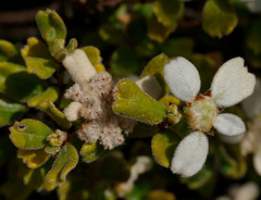 Spyridium coactilifolium