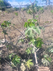 Jatropha gossypiifolia