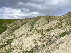 Phacelia tanacetifolia