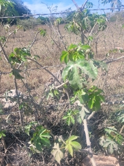 Jatropha gossypiifolia