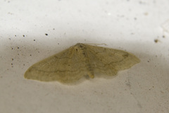 Idaea straminata