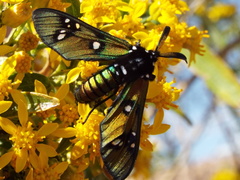 Chrysocale principalis