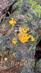 Dacrymyces chrysospermus
