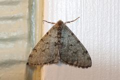 Phigalia strigataria