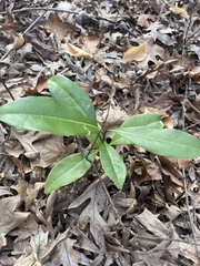 Magnolia grandiflora