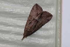 Hypena scabra