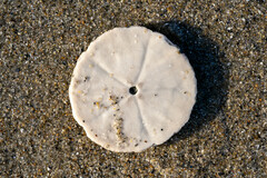 Echinarachnius parma