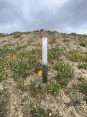 Eschscholzia lemmonii ssp. lemmonii