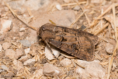 Agrotis bigramma