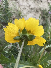 Leptosyne calliopsidea