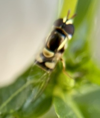 Ischiodon scutellaris