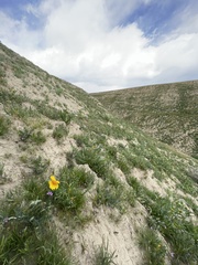 Leptosyne calliopsidea