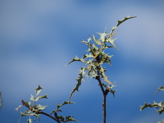 Berberis haematocarpa