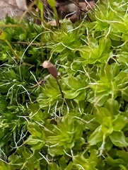 Syntrichia ruralis
