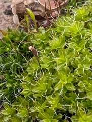 Syntrichia ruralis