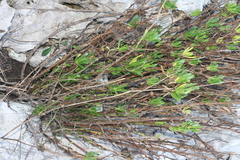 Euarestella megacephala