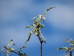 Berberis haematocarpa