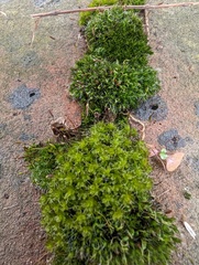 Syntrichia ruralis