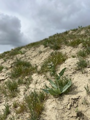 Malacothrix coulteri