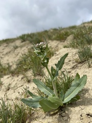 Malacothrix coulteri