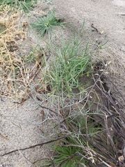 Streptanthus longirostris