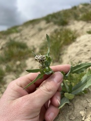 Malacothrix coulteri