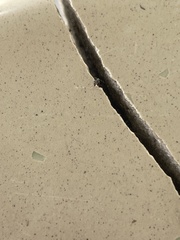 Pseudomyrmex oculatus