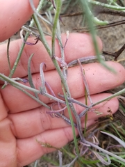 Streptanthus longirostris