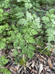 Torilis arvensis