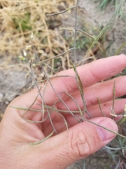 Streptanthus longirostris