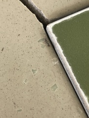 Pseudomyrmex oculatus