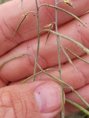 Streptanthus longirostris