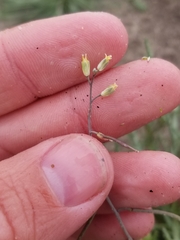 Streptanthus longirostris