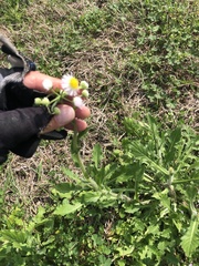 Erigeron philadelphicus
