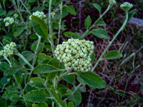 Helichrysum panduratum var. transvaalense image