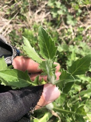 Erigeron philadelphicus