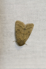 Hoplodrina octogenaria