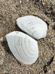 Macoma nasuta