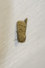 Hoplodrina octogenaria