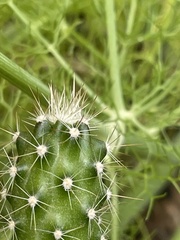 Echinocereus