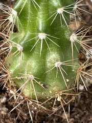 Echinocereus