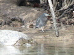 Butorides striata sundevalli