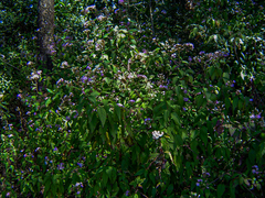 Cyanthillium wollastonii image