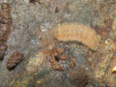 Calycopidina