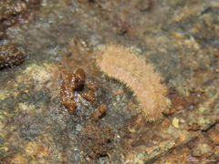 Calycopidina