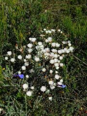 Lampranthus falcatus