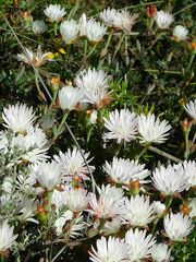 Lampranthus falcatus