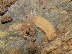 Calycopidina